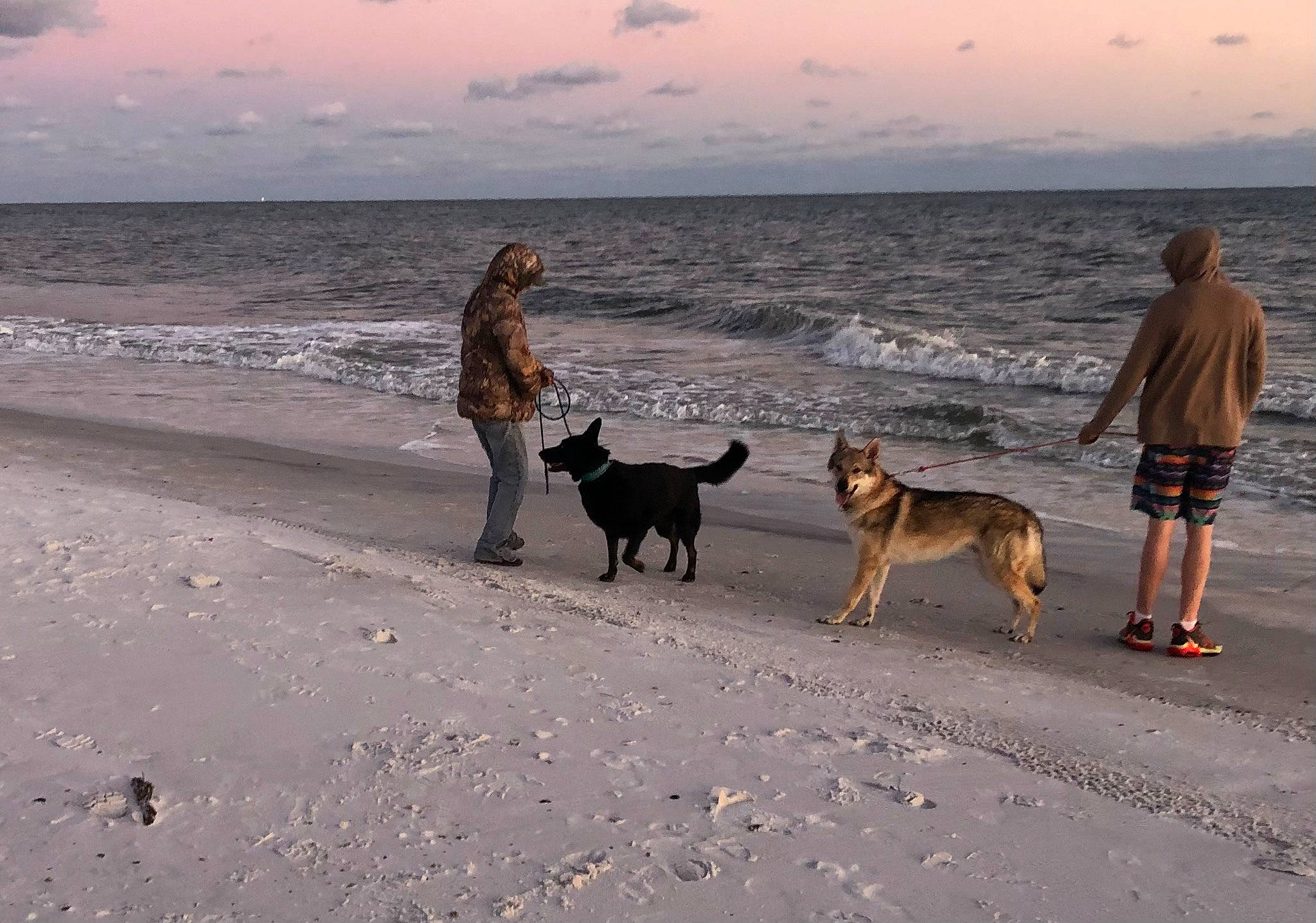 Thor joined the competition — help win amazing prizes! beach, carnivore, cloud, coast, dog, dog_breed, dog_walking, fawn, fun, horizon, leisure, ocean, people_on_beach, sand, shore, shorts, sky, sporting_group, travel, water