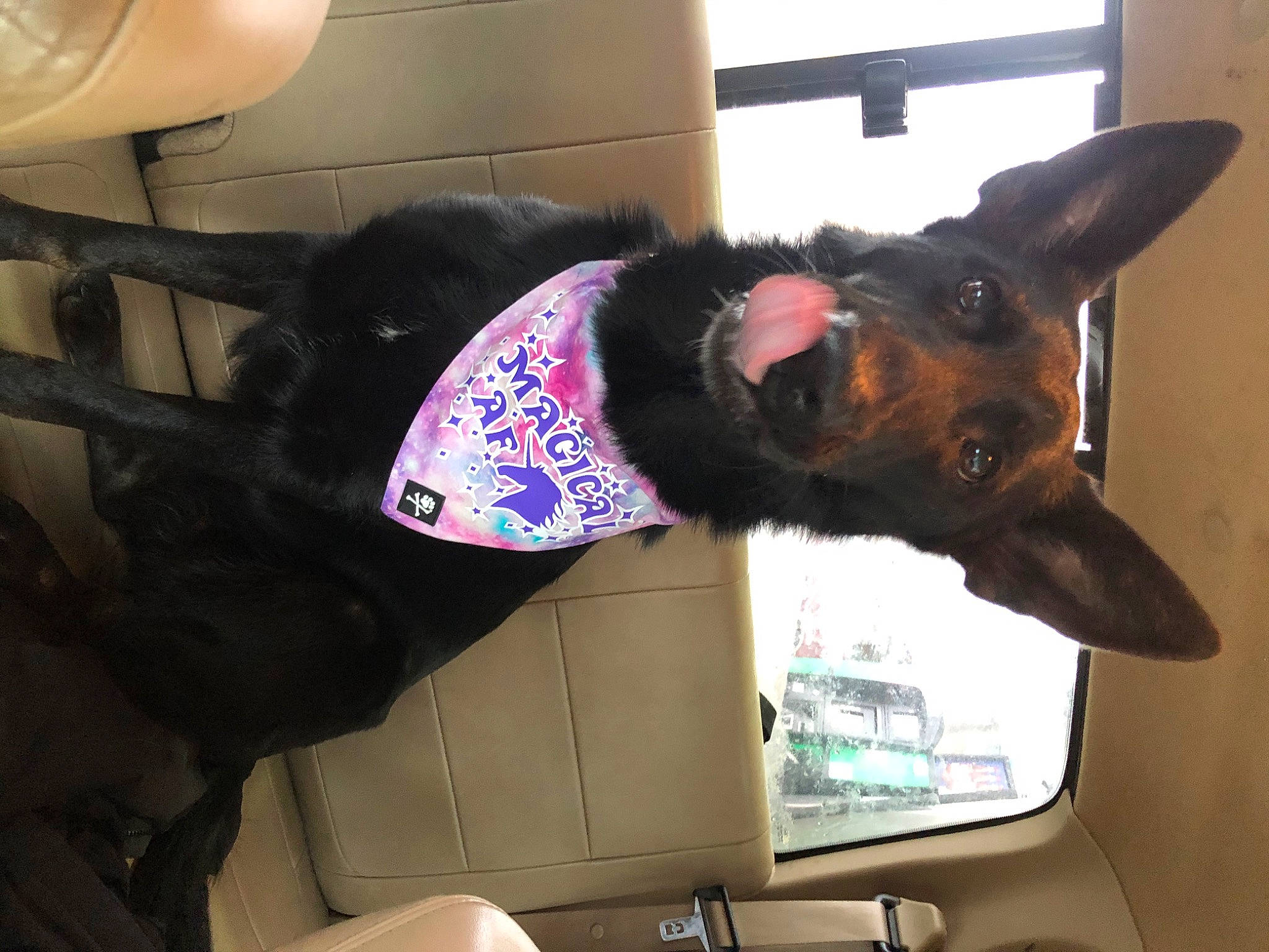 Cassie joined the competition — help win amazing prizes! auto_part, automotive_mirror, automotive_window_part, car, carnivore, collar, companion_dog, dog, dog_breed, ear, fawn, fur, head_restraint, rear_view_mirror, snout, vehicle_door, whiskers, window, windshield, working_animal