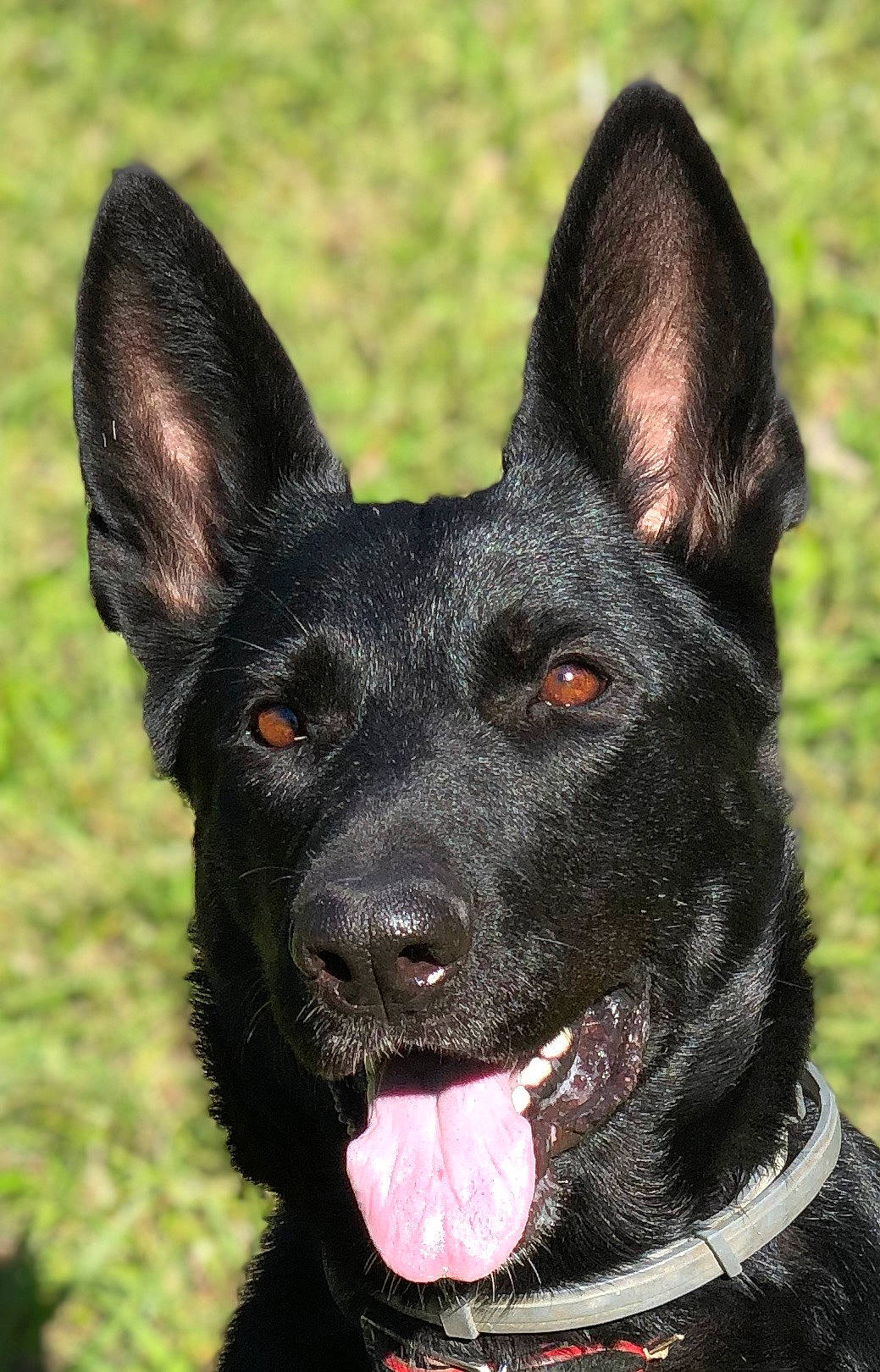 Cassie joined the competition — help win amazing prizes! canidae, carnivore, collar, companion_dog, dog, dog_breed, dog_collar, dog_supply, eye, fawn, fur, grass, head, non_sporting_group, plant, snout, sporting_group, whiskers, working_animal, working_dog