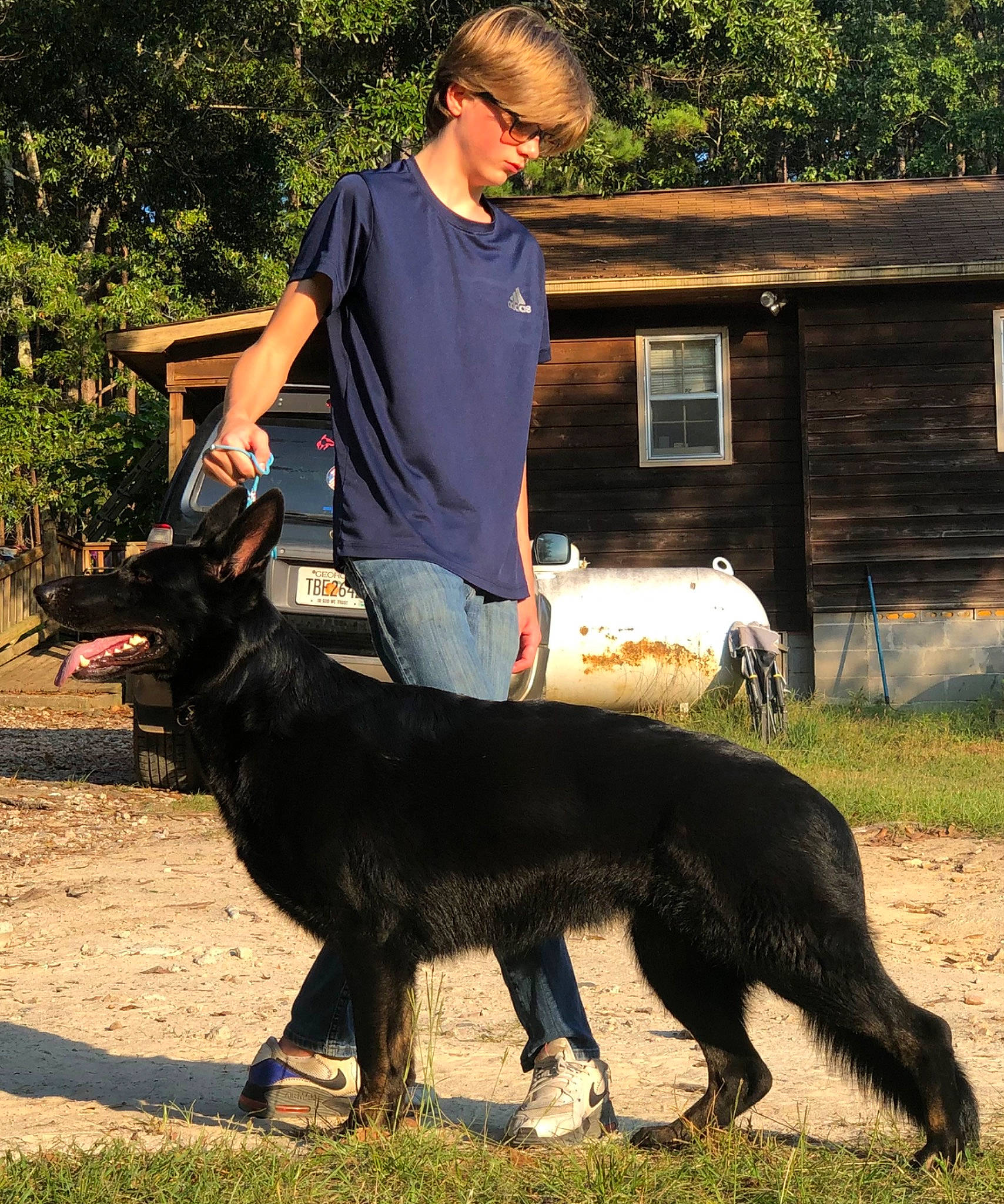 Cassie is registered to the contest to win money with this photo: animal_sports, animal_training, canidae, carnivore, companion_dog, dog, dog_breed, fur, grass, guard_dog, herding_dog, landscape, leisure, plant, shorts, sporting_group, sunglasses, tail, tree, working_dog