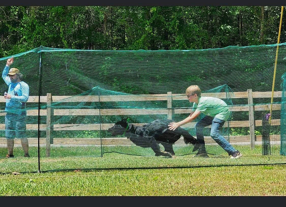 Cassie joined the competition — help win amazing prizes! chain_link_fencing, companion_dog, dog, dog_breed, dog_sports, fence, grass, green, landscape, lawn, leisure, mesh, net, plant, player, recreation, sporting_group, sports, tree, wire_fencing