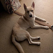 Brandy is registered to the contest to win money with this photo: dog, indoor, floor, tile_floor, curtain, light, pet, animal, resting, looking_up, ears, tail, wooden_threshold, calm, fur, domestic, home, quiet, relaxing, companion