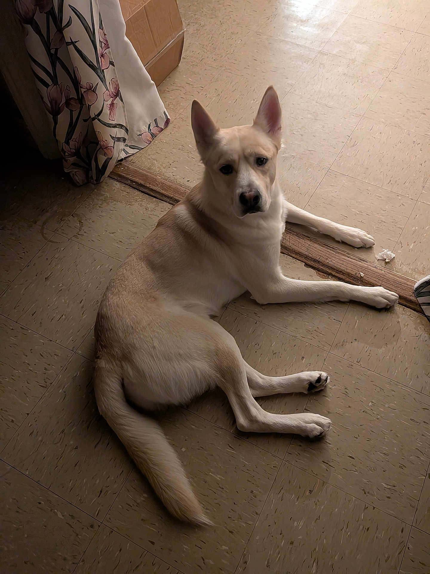 Brandy is registered to the contest to win money with this photo: dog, indoor, floor, tile_floor, curtain, light, pet, animal, resting, looking_up, ears, tail, wooden_threshold, calm, fur, domestic, home, quiet, relaxing, companion