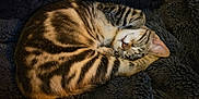 Molky participe au concours pour gagner de l'argent avec cette photo : cat, tabby, sleeping, curled_up, feline, pet, animal, fur, whiskers, ears, resting, cozy, blanket, soft, domestic, cute, nap, relaxed, mammal, indoor