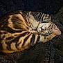 cat, tabby, sleeping, curled_up, feline, pet, animal, fur, whiskers, ears, resting, cozy, blanket, soft, domestic, cute, nap, relaxed, mammal, indoor