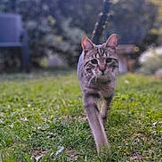 Molky participe au concours pour gagner de l'argent avec cette photo : cat, animal, grass, outdoor, nature, pet, mammal, walking, feline, blurred_background, greenery, daylight, closeup, tabby, whiskers, ears, eyes, tail, ground, garden
