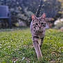 cat, animal, grass, outdoor, nature, pet, mammal, walking, feline, blurred_background, greenery, daylight, closeup, tabby, whiskers, ears, eyes, tail, ground, garden