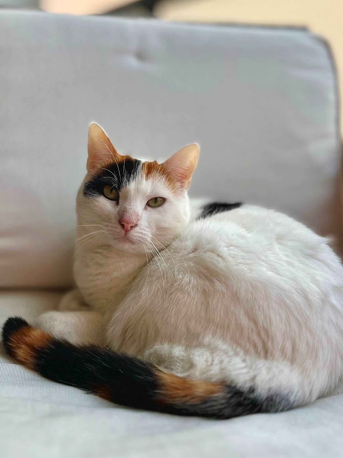 Raven participe au concours pour gagner de l'argent avec cette photo : animal, calico, cat, closeup, comfortable, couch, cute, domestic, ears, feline, fur, indoor, pet, portrait, relaxed, resting, sitting, soft, tail, whiskers