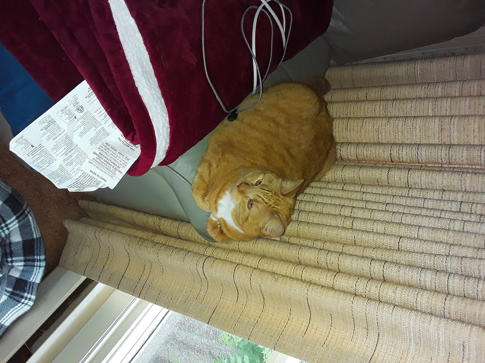 Chubs is registered to the contest to win money with this photo: carnivore, cat, comfort, companion_dog, domestic_short_haired_cat, fawn, felidae, floor, flooring, fur, hardwood, pattern, plaid, plywood, small_to_medium_sized_cats, tail, tartan, whiskers, wood, wood_stain