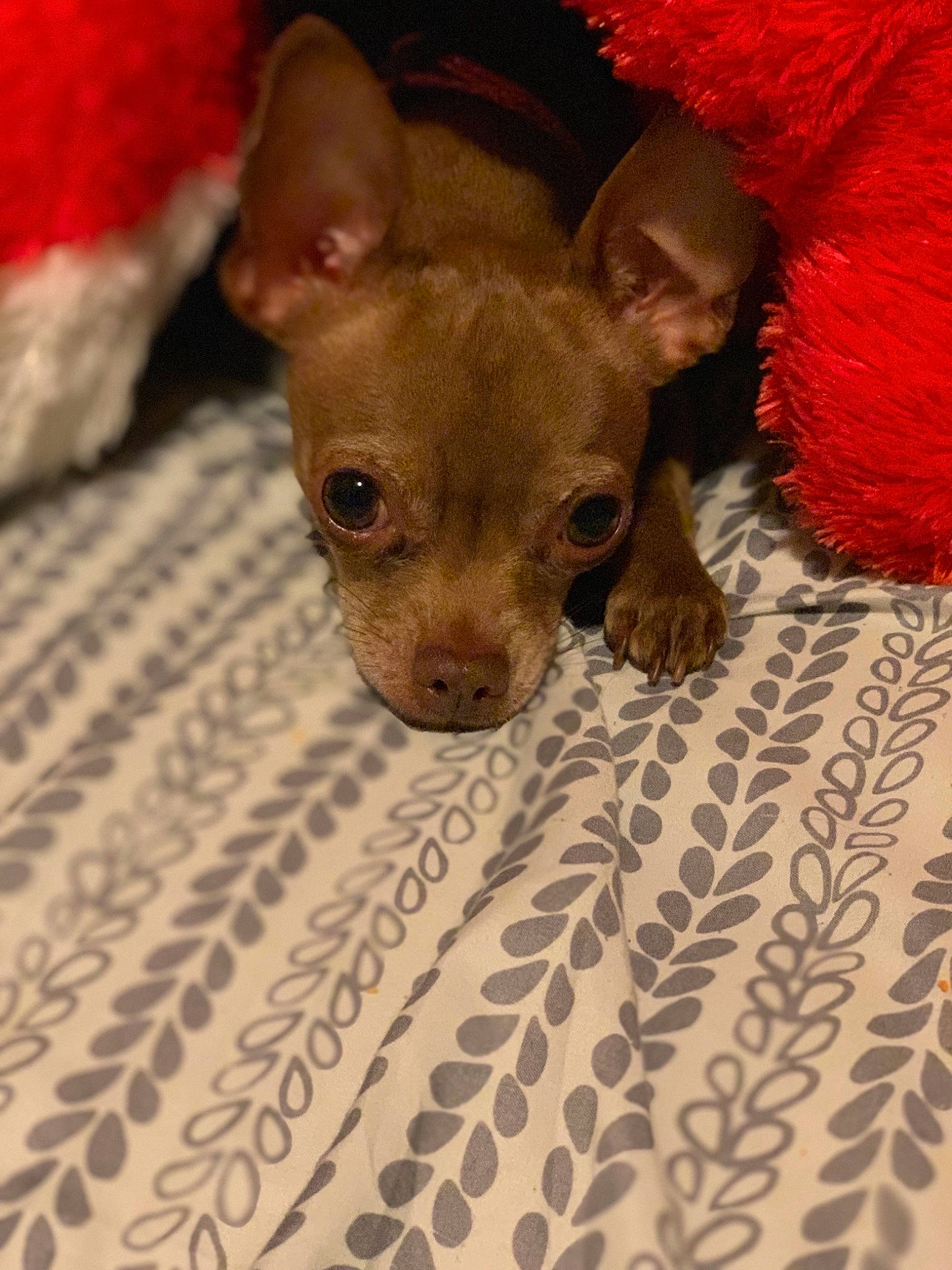 Cookie is registered to the contest to win money with this photo: american_hairless_terrier, canidae, carnivore, chihuahua, companion_dog, dog, dog_breed, english_toy_terrier, fawn, mammal, mexican_hairless_dog, peruvian_hairless_dog, prazsky_krysarik, puppy, russkiy_toy, snout, toy_dog, vertebrate
