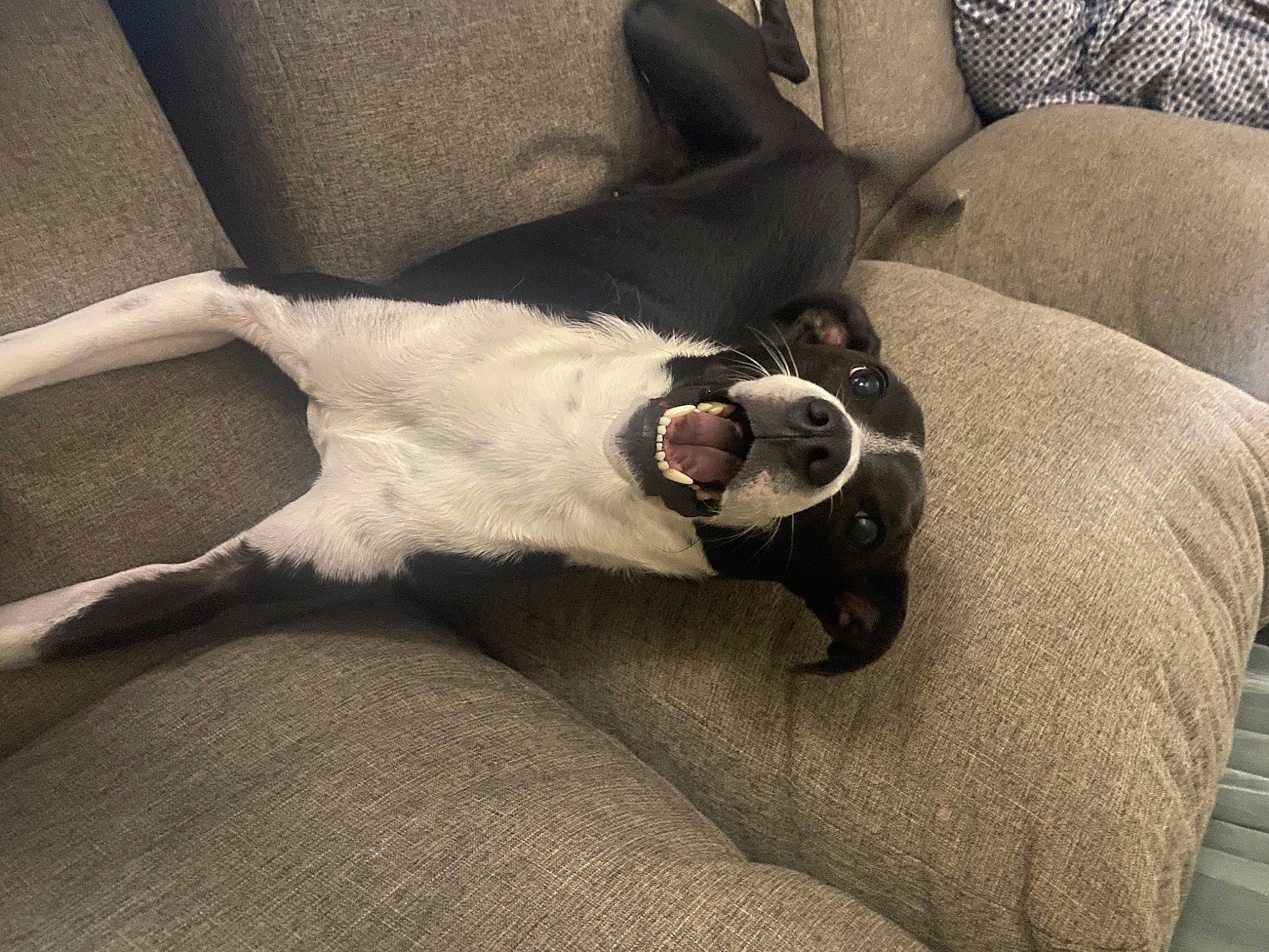 Bella is registered to the contest to win money with this photo: canidae, carnivore, comfort, companion_dog, couch, dog, dog_breed, fawn, felidae, furniture, grey, linens, mammal, small_to_medium_sized_cats, snout, sporting_group, tail, whiskers, wood, working_animal