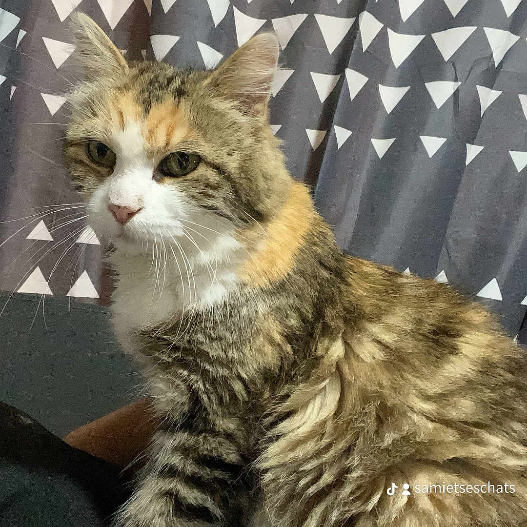 Cookie a rejoint le concours — aidez-le/la à gagner de superbes lots ! abyssinian, accessories, angora, animal, blanket, brasssection, cat, couch, curtain, cushion, formalwear, furniture, homedecor, horn, kitten, manx, pet, siamese, tie, windowshade