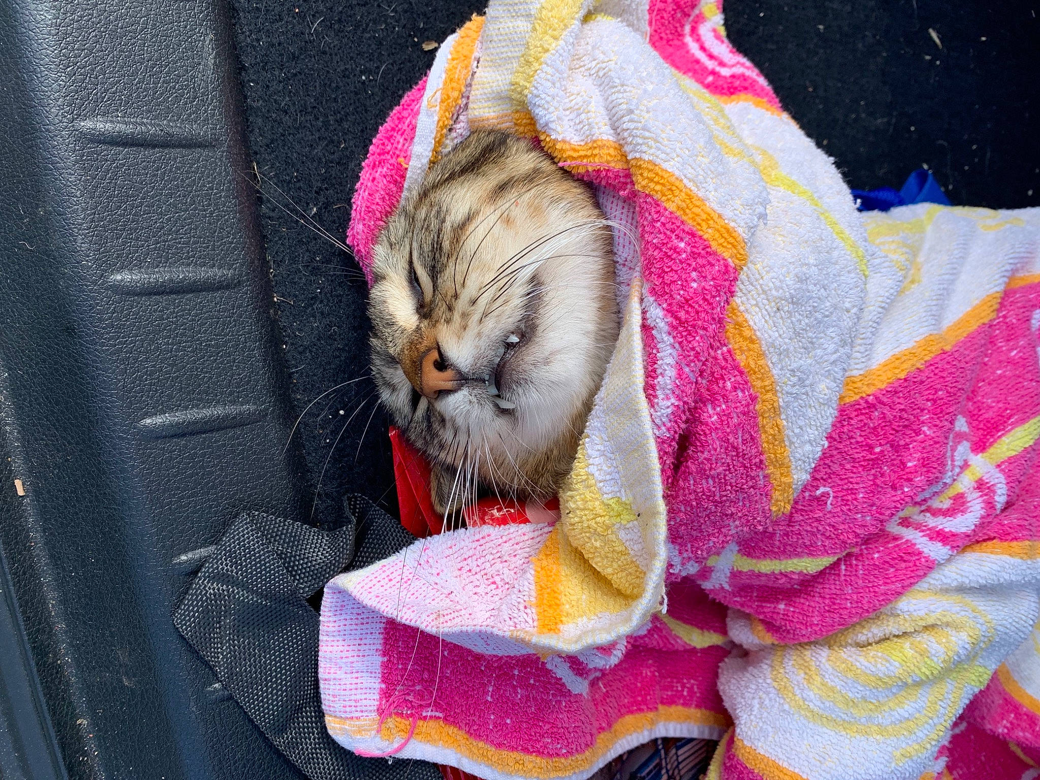 Yuchi a rejoint le concours — aidez-le/la à gagner de superbes lots ! art, carnivore, cat, fawn, felidae, fur, linens, magenta, pattern, petal, pink, purple, small_to_medium_sized_cats, snout, stuffed_toy, textile, toy, vertebrate, whiskers, wool