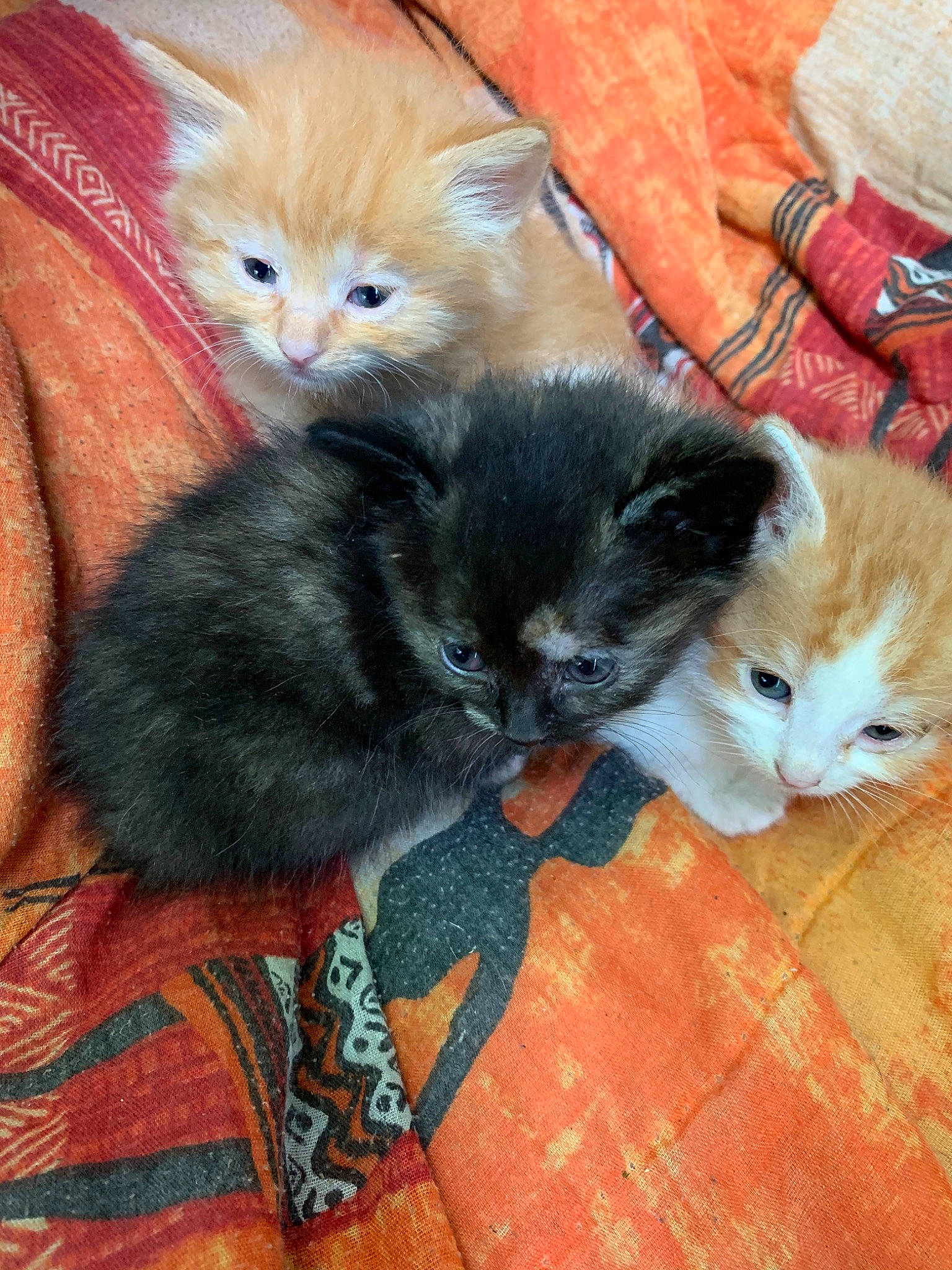 Bébé a rejoint le concours — aidez-le/la à gagner de superbes lots ! asian, carnivore, cat, cymric, domestic_short_haired_cat, european_shorthair, fawn, felidae, kitten, kurilian_bobtail, maine_coon, mammal, norwegian_forest_cat, persian, polydactyl_cat, siberian, small_to_medium_sized_cats, tail, vertebrate, whiskers