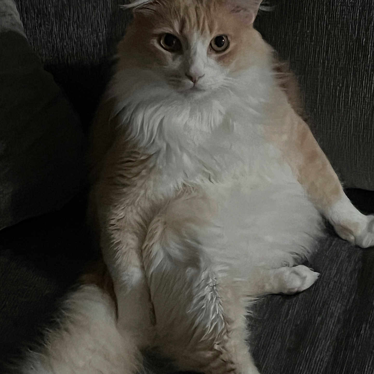 Snickers joined the competition — help win amazing prizes! cat, fluffy, orange, white, sitting, couch, indoor, pet, feline, relaxed, curious, fur, tail, whiskers, animal, portrait, dark, texture, cozy, domestic