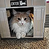 Snickers is registered to the contest to win money with this photo: cat, cardboard_box, carpet, fluffy, indoor, pet, animal, feline, cute, curious, relaxed, home, cozy, soft, whiskers, paws, light, shadow, sign, text