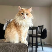 Snickers joined the competition — help win amazing prizes! cat, orange_cat, white_cat, fluffy_cat, sitting, couch, armrest, indoor, home, furniture, chair, table, blurred_background, pet, animal, domestic, calm, portrait, feline, living_room