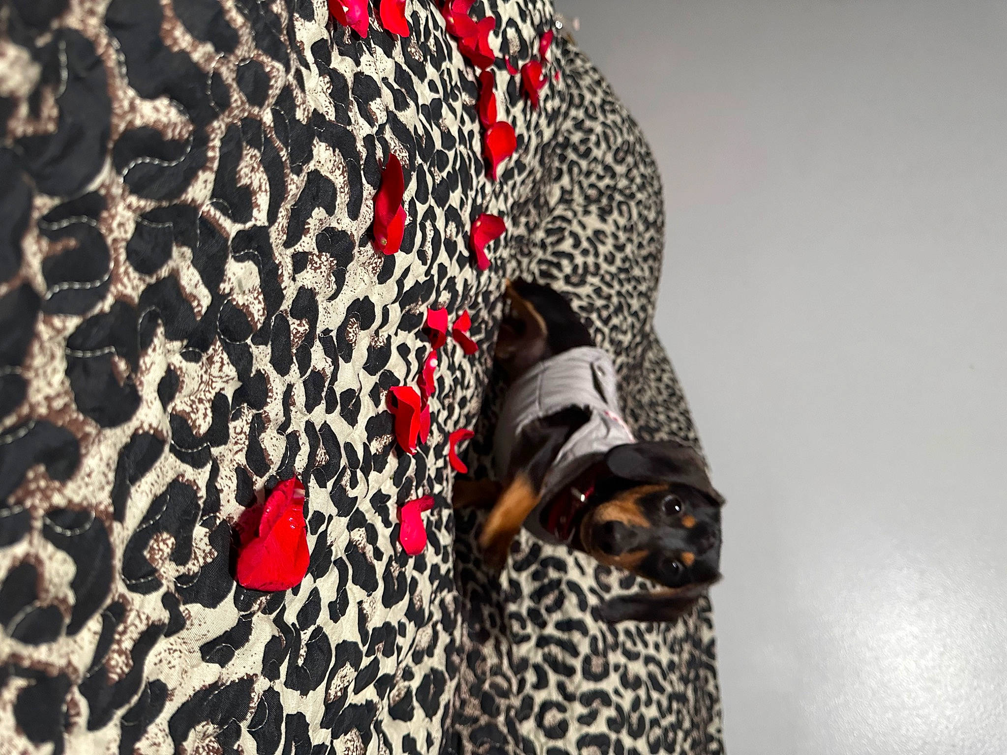 Brewster is registered to the contest to win money with this photo: carmine, carnivore, circle, companion_dog, dog, dog_breed, fashion_accessory, fawn, font, fur, grey, hat, linens, pattern, sleeve, sporting_group, sunglasses, visual_arts, whiskers, working_animal