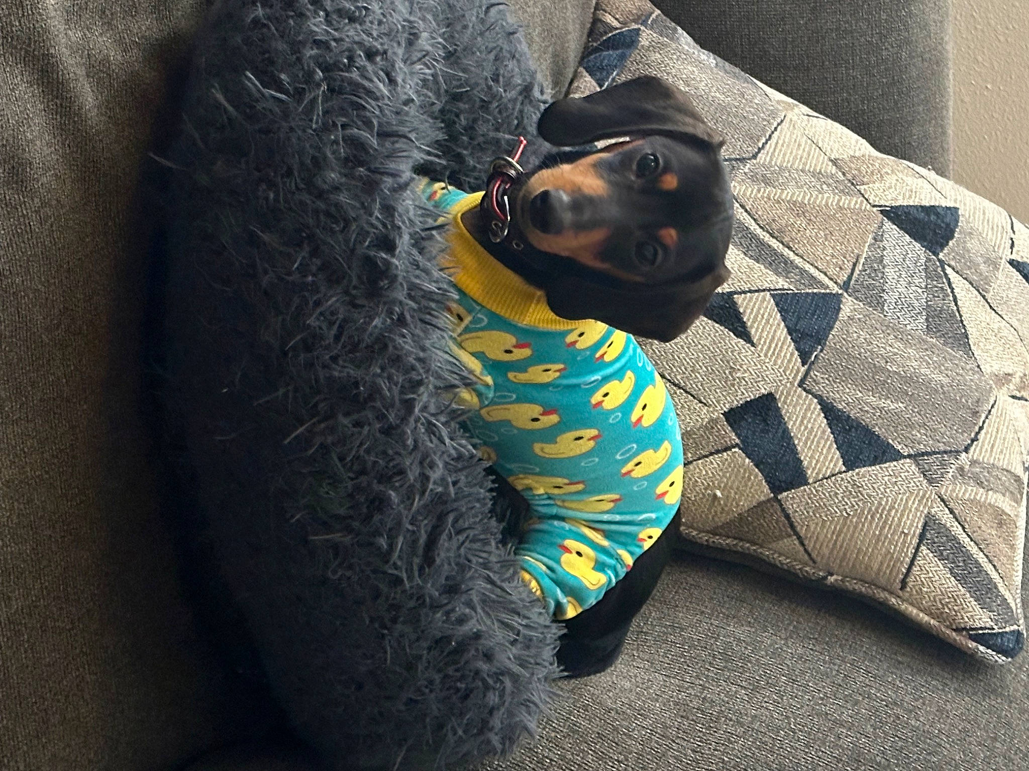 Brewster joined the competition — help win amazing prizes! canidae, carnivore, comfort, companion_dog, dog, dog_breed, dog_supply, electric_blue, felidae, fur, grey, linens, pattern, small_to_medium_sized_cats, snout, sporting_group, tail, toy_dog, whiskers, working_animal