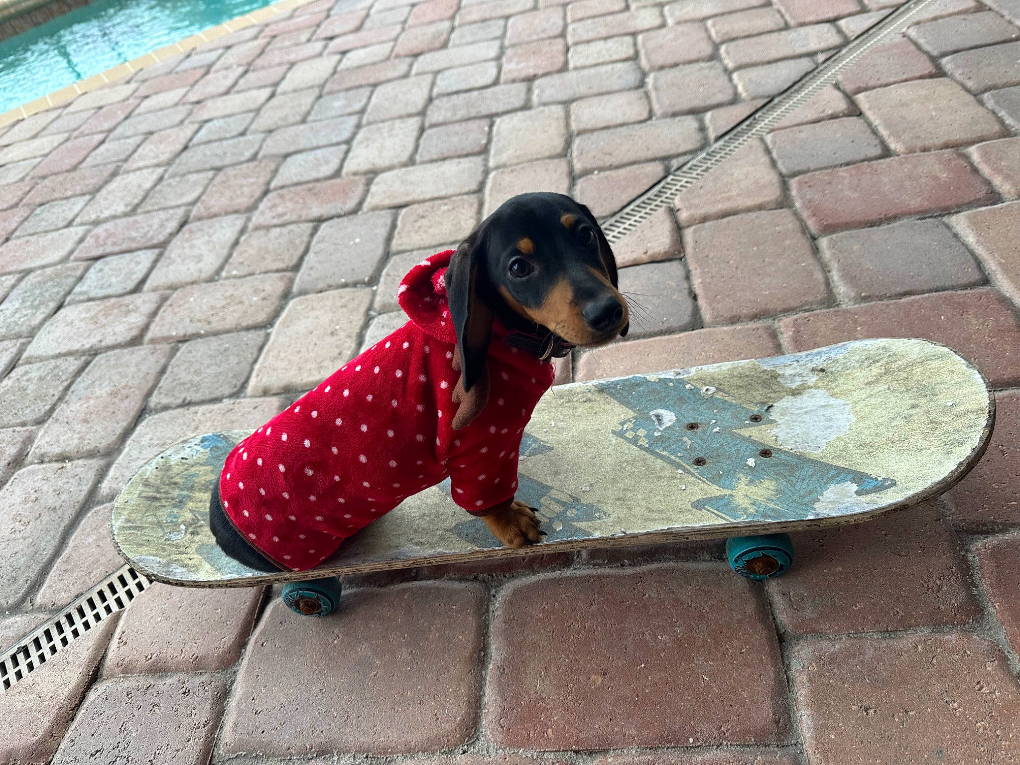 Brewster is registered to the contest to win money with this photo: art, asphalt, canidae, carmine, cobblestone, companion_dog, concrete, dog, dog_breed, flooring, human_leg, magenta, pattern, road, road_surface, sidewalk, sitting, sporting_group, street, water