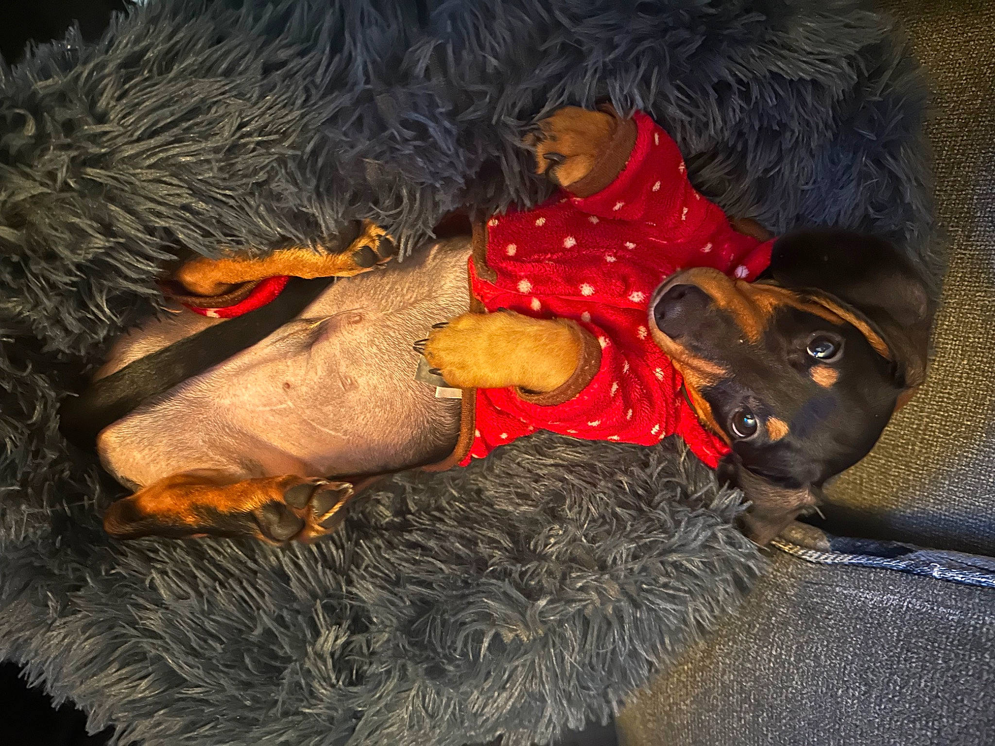 Brewster joined the competition — help win amazing prizes! beard, carmine, fun, fur, hat, headgear, organism, sporting_group, tradition, tree