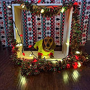 Skyye joined the competition — help win amazing prizes! dog, dachshund, yellow_sweater, wooden_box, christmas_lights, garland, holiday_decor, festive, indoor, floor, blanket, patterned_blanket, red, green, white, brown_dog, pet, cute, cozy, lighting
