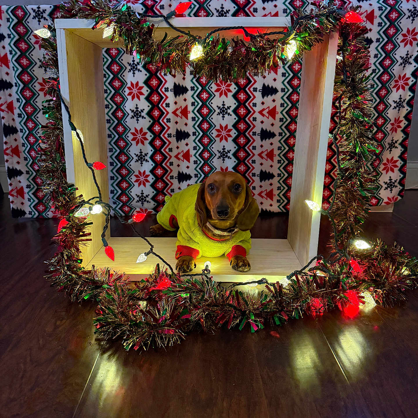 Skyye joined the competition — help win amazing prizes! blanket, brown_dog, christmas_lights, cozy, cute, dachshund, dog, festive, floor, garland, green, holiday_decor, indoor, lighting, patterned_blanket, pet, red, white, wooden_box, yellow_sweater
