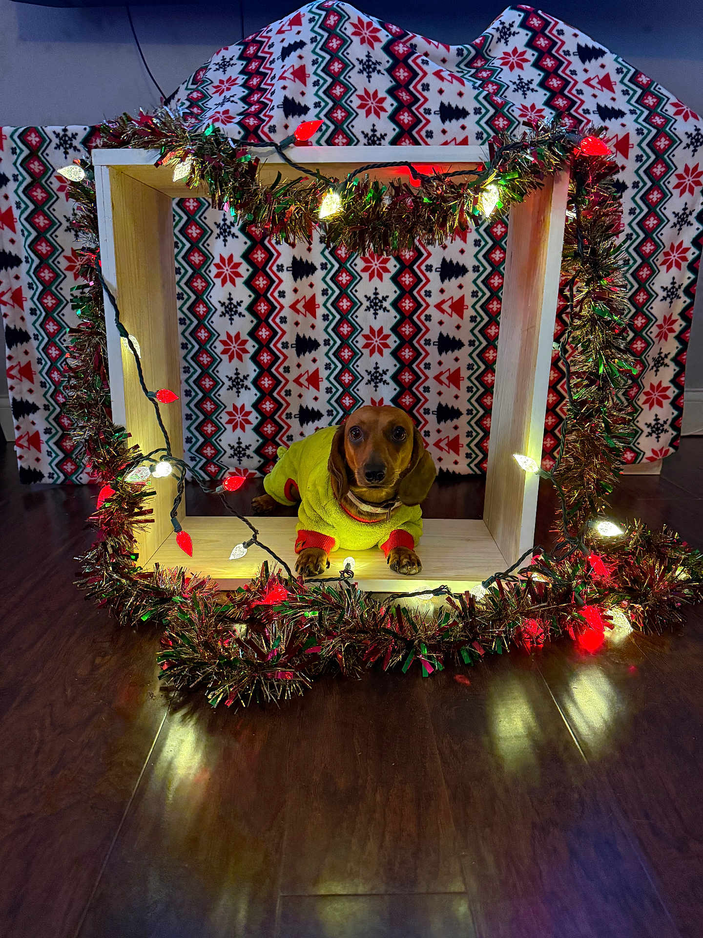 Skyye joined the competition — help win amazing prizes! dog, dachshund, yellow_sweater, wooden_box, christmas_lights, garland, holiday_decor, festive, indoor, floor, blanket, patterned_blanket, red, green, white, brown_dog, pet, cute, cozy, lighting