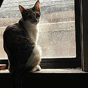 Sheba joined the competition — help win amazing prizes! cat, windowsill, window, indoor, animal, pet, feline, backlit, light, shadow, urban, rooftop, dusty, quiet, contemplative, sitting, fur, tail, ears, whiskers