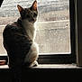 cat, windowsill, window, indoor, animal, pet, feline, backlit, light, shadow, urban, rooftop, dusty, quiet, contemplative, sitting, fur, tail, ears, whiskers