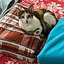 Sheba is registered to the contest to win money with this photo: cat, calico_cat, blanket, bedspread, indoor, resting, striped, textured, red, white, blue, gray, cozy, pet, fur, animal, relaxed, sleepy, soft, patterned