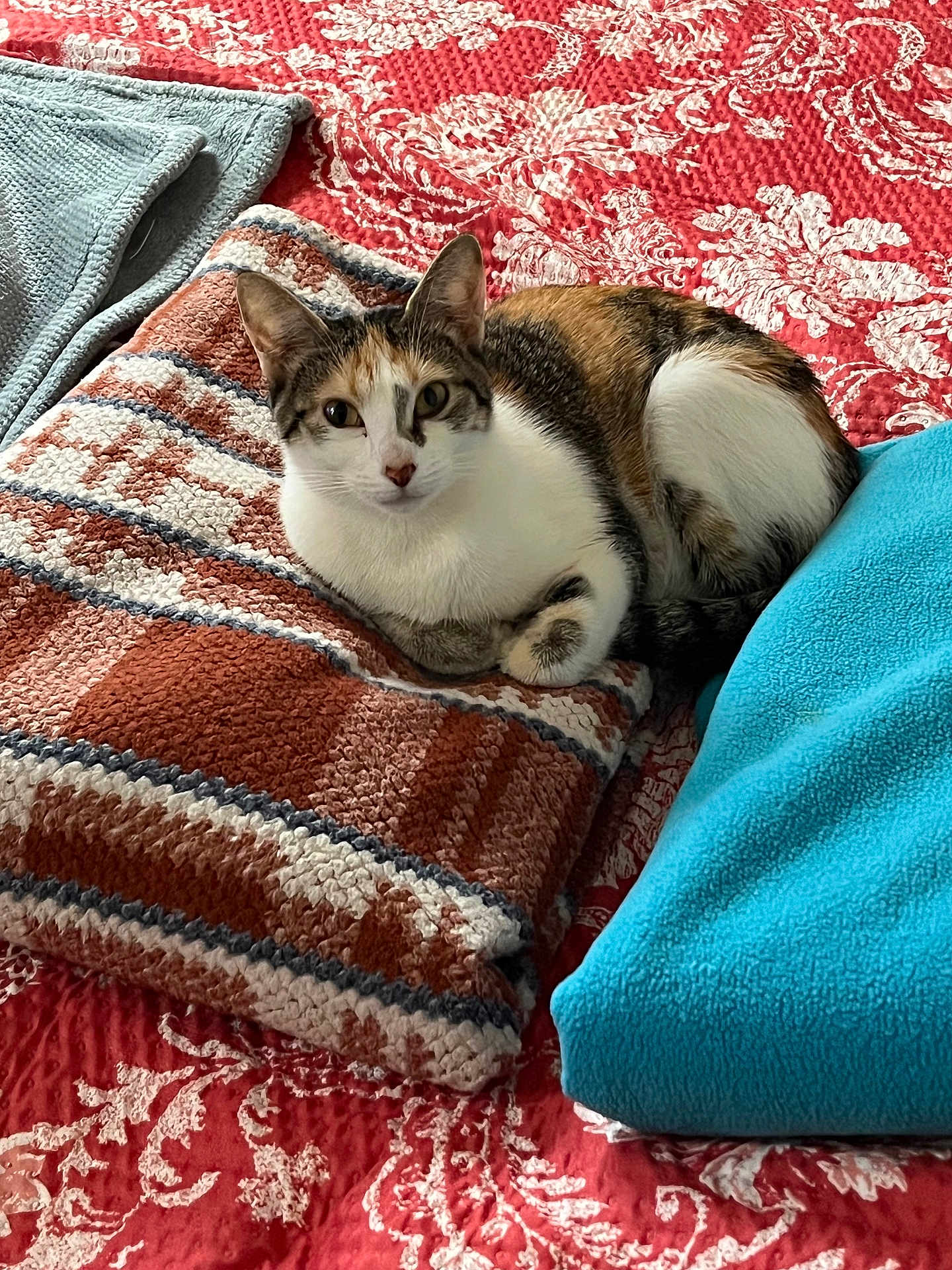 Sheba is registered to the contest to win money with this photo: cat, calico_cat, blanket, bedspread, indoor, resting, striped, textured, red, white, blue, gray, cozy, pet, fur, animal, relaxed, sleepy, soft, patterned