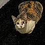 Sheba is registered to the contest to win money with this photo: cat, calico, pet, animal, fur, whiskers, ears, eyes, floor, rug, indoor, curious, sitting, looking_up, mammal, domestic, cute, feline, resting, closeup