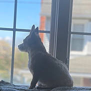 Sofia is registered to the contest to win money with this photo: blanket, blue_sky, building, calm, daytime, dog, domestic_animal, furry, home, indoor, looking_out, pane, pet, quiet, relaxed, resting, side_view, silhouette, sunlight, window