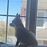 blanket, blue_sky, building, calm, daytime, dog, domestic_animal, furry, home, indoor, looking_out, pane, pet, quiet, relaxed, resting, side_view, silhouette, sunlight, window