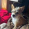 Sofia is registered to the contest to win money with this photo: animal, blanket, brown, cozy, curious, cute, dog, fur, indoor, knitted_blanket, leopard_print, pet, portrait, resting, scruffy_fur, small_dog, sunlight, white, window, wooden_wall