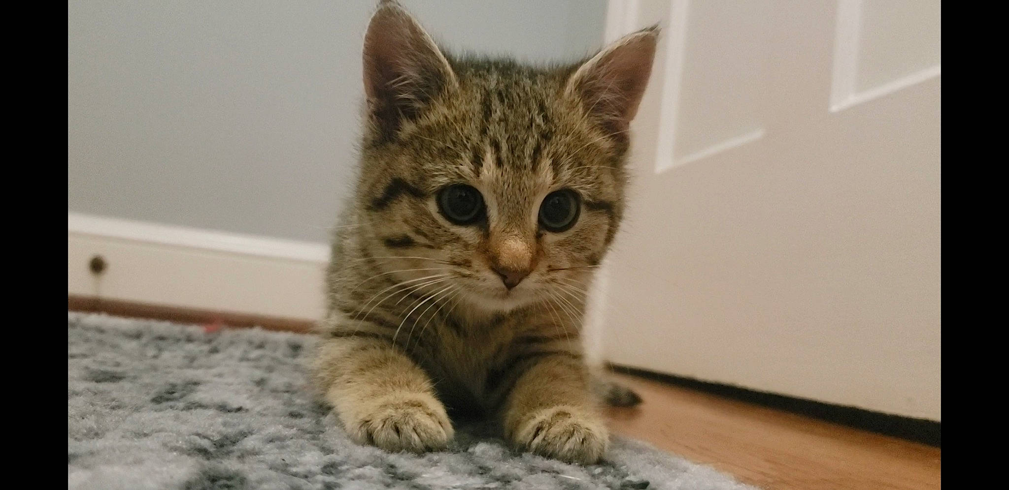 Hazelnut is registered to the contest to win money with this photo: carnivore, cat, claw, domestic_short_haired_cat, fawn, felidae, flooring, fur, hardwood, paw, small_to_medium_sized_cats, snout, terrestrial_animal, whiskers, wood