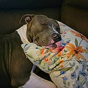Blu joined the competition — help win amazing prizes! dog, sleeping, couch, pillow, floral, brown, white, pet, relaxed, comfort, nap, indoor, animal, resting, cute, peaceful, fur, closeup, home, cozy