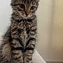abyssinian, angora, animal, cat, kitten, manx, pet