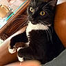 Tux joined the competition — help win amazing prizes! alert, animal, black_and_white, cat, close_up, cute, domestic_cat, feline, fur, home, indoor, leather_chair, pet, portrait, relaxed, resting, sitting, tuxedo_cat, whiskers, yellow_eyes