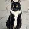 Tux is registered to the contest to win money with this photo: alert, animal, background, black_and_white, cat, clean, close_up, cute, domestic_animal, feline, fur, golden_eyes, indoor, marble, pet, portrait, sitting, still, tuxedo_cat, whiskers