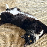 Tux joined the competition — help win amazing prizes! animal, black_and_white, blue_toy, carpet, cat, curious, cute, domestic, feline, floor, fur, indoor, looking_up, lying_down, pet, plush_toy, relaxed, resting, whiskers, yellow_eyes