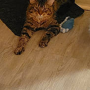 Theodore joined the competition — help win amazing prizes! cat, tabby_cat, pet, indoor, wooden_floor, floor_mat, blue_toy, paws, whiskers, ears, fur, eyes, relaxed, loafing, portrait, home_interior, cozy, brown_tone, low_light, toy_mouse