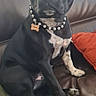 Vadïa-Estrela participe au concours pour gagner de l'argent avec cette photo : dog, black_dog, pet, collar, pearl_collar, bone_tag, leather_couch, living_room, chessboard, indoor, furniture, seated, white_markings, canine, home, animal, cute, portrait, domestic, relaxed