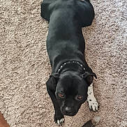 Vadïa-Estrela participe au concours pour gagner de l'argent avec cette photo : dog, black_dog, pet, carpet, indoor, chew_toy, relaxed, collar, white_paw, fur, animal, mammal, canine, looking_up, floor, home, domestic_animal, laying_down, toy, curious