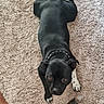 dog, black_dog, pet, carpet, indoor, chew_toy, relaxed, collar, white_paw, fur, animal, mammal, canine, looking_up, floor, home, domestic_animal, laying_down, toy, curious