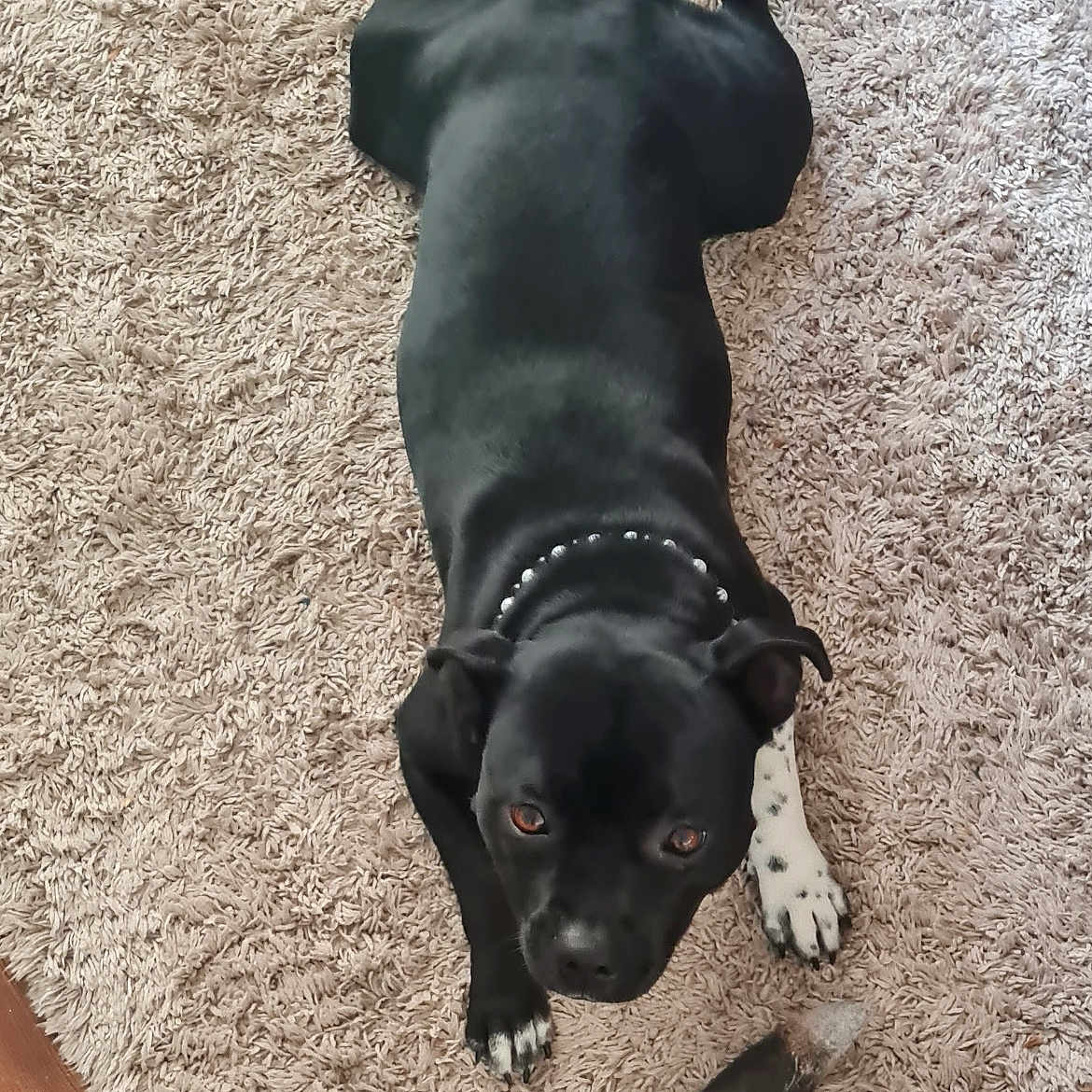 Vadïa-Estrela participe au concours pour gagner de l'argent avec cette photo : dog, black_dog, pet, carpet, indoor, chew_toy, relaxed, collar, white_paw, fur, animal, mammal, canine, looking_up, floor, home, domestic_animal, laying_down, toy, curious