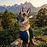 dog, german_shepherd, pet, canine, outdoor, mountains, mountain_range, landscape, valley, river, forest, evergreen_trees, wildflowers, rock, sunlight, nature, scenic, sport_shirt, collar, portrait