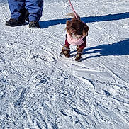 Lady a rejoint le concours — aidez-le/la à gagner de superbes lots ! brown_dog, dog, dog_boots, dog_clothing, fluffy_dog, human_legs, leash, outdoor, pet, pink_jacket, shadows, ski_resort, small_dog, snow, snow_tracks, snowy, standing, sunlight, walking, winter