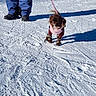 brown_dog, dog, dog_boots, dog_clothing, fluffy_dog, human_legs, leash, outdoor, pet, pink_jacket, shadows, ski_resort, small_dog, snow, snow_tracks, snowy, standing, sunlight, walking, winter